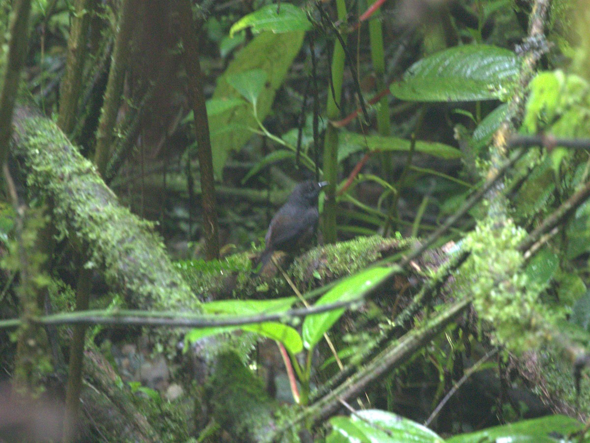 Long-tailed Tapaculo - ML620828287