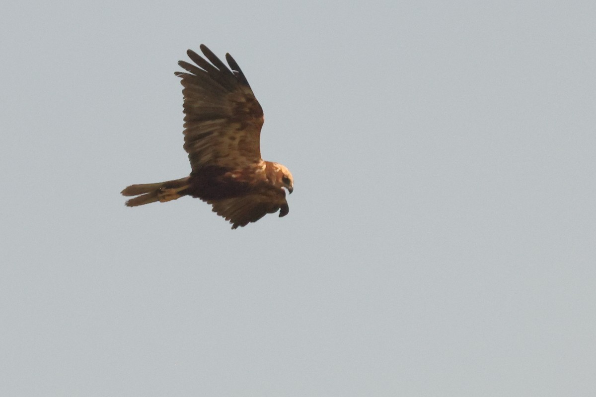 Western Marsh Harrier - Jose Leal