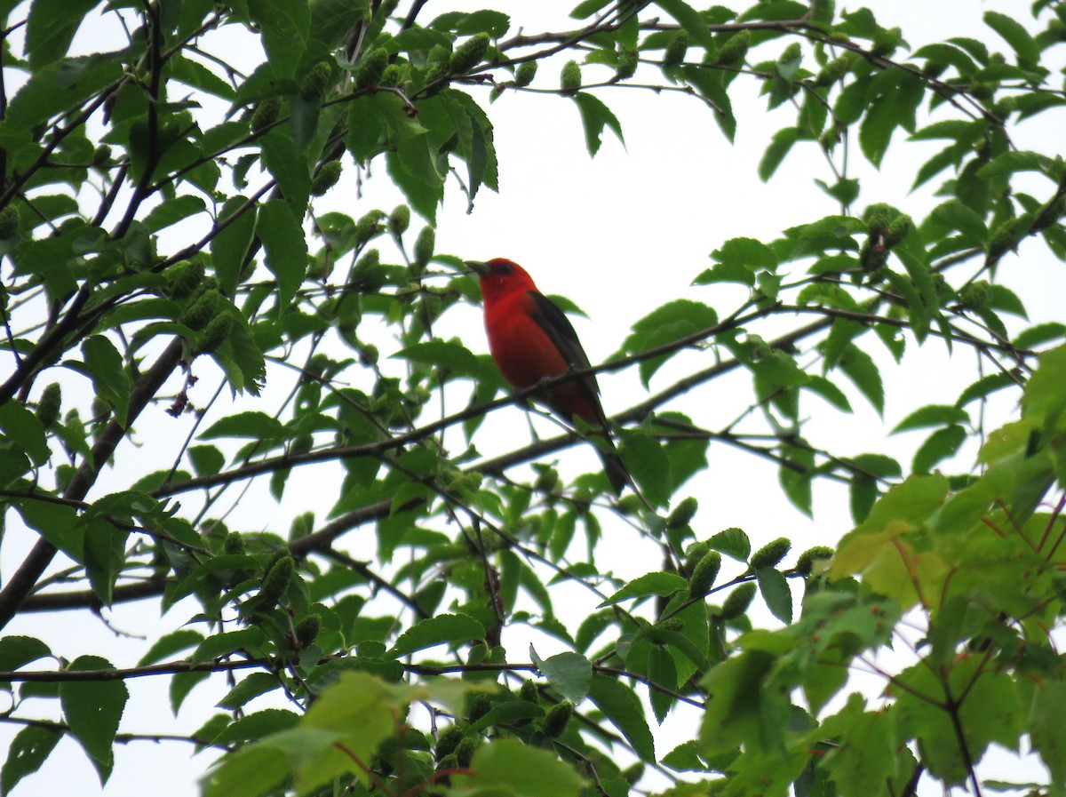 Scarlet Tanager - ML620828290