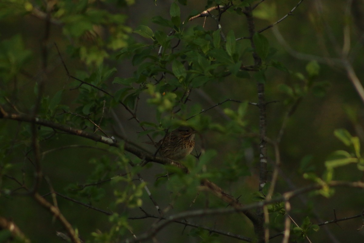 Lincoln's Sparrow - ML620828291