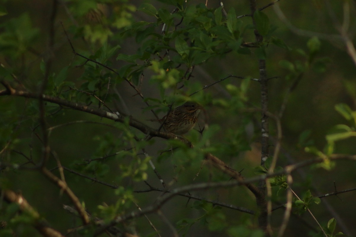 Lincoln's Sparrow - ML620828293