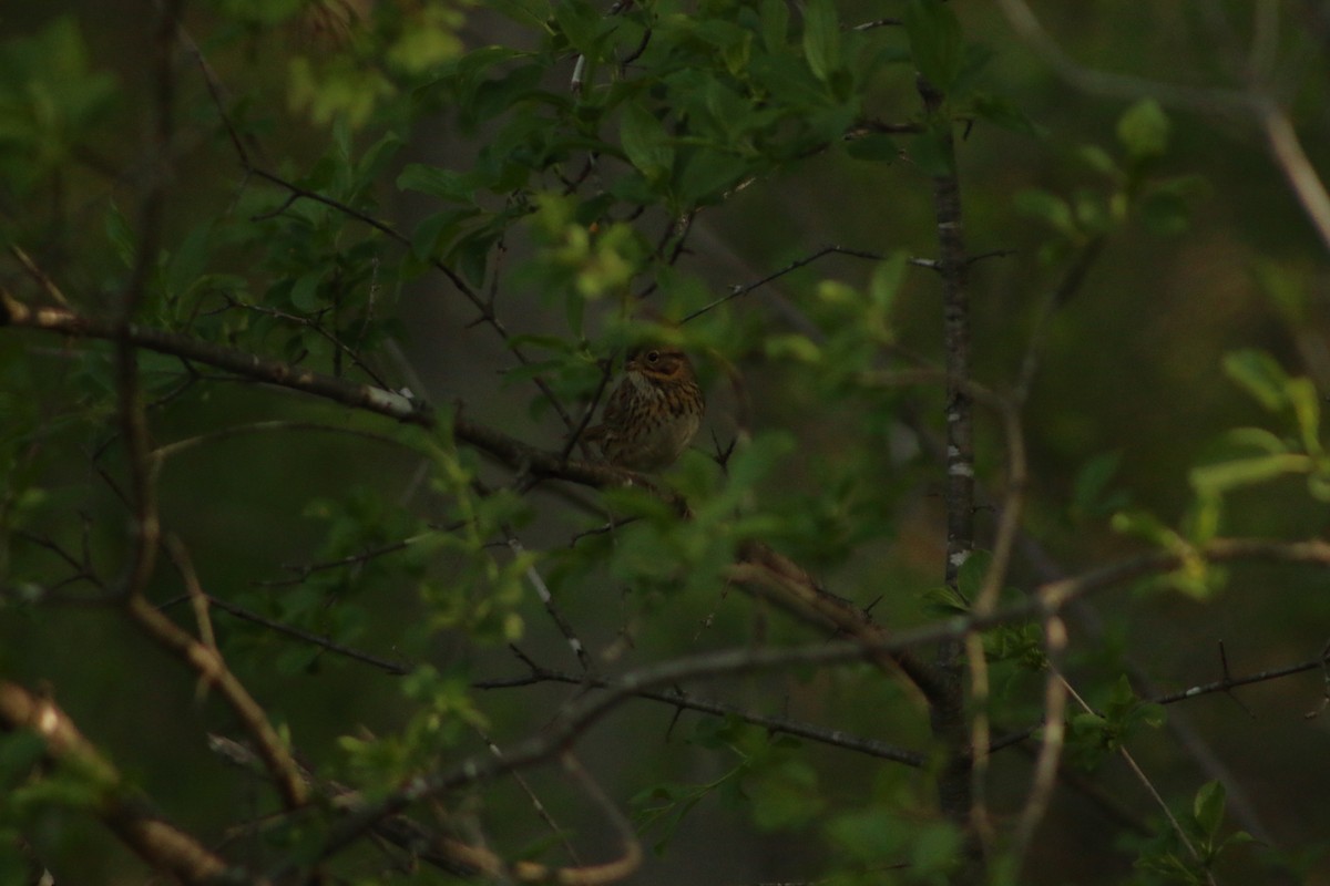 Lincoln's Sparrow - ML620828294