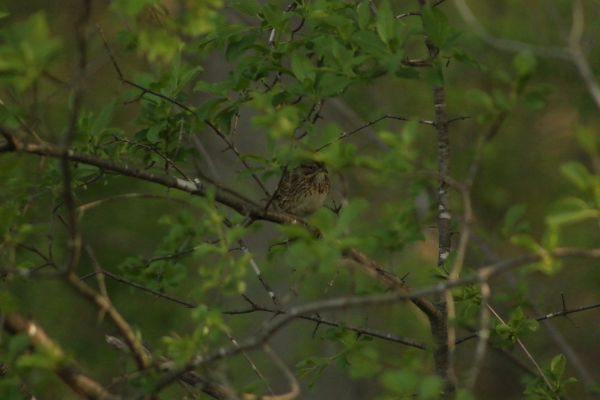 Lincoln's Sparrow - Aidan Kingsbury