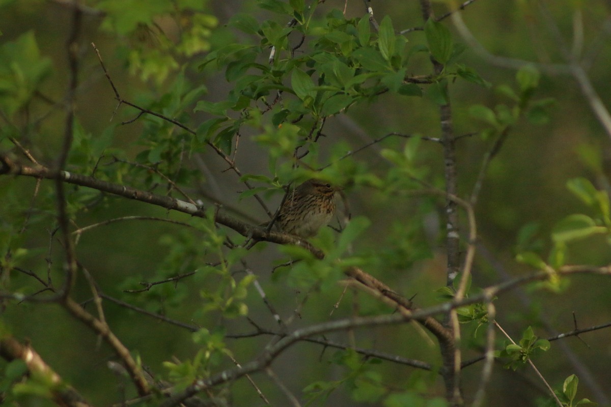 Lincoln's Sparrow - Aidan Kingsbury