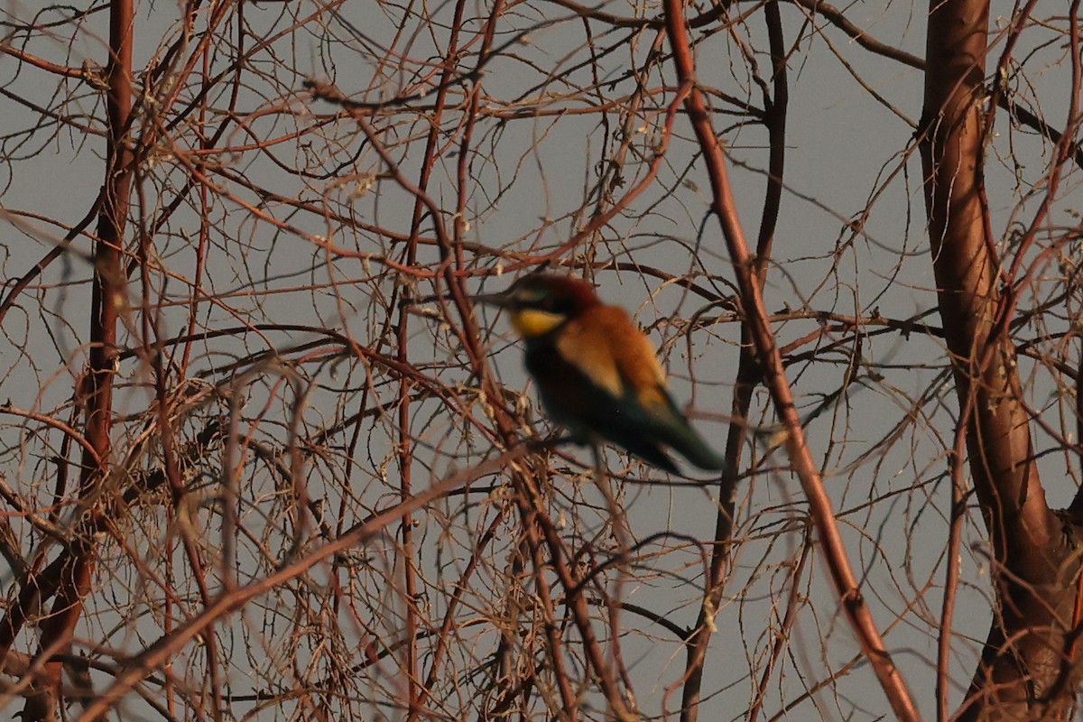 European Bee-eater - ML620828299