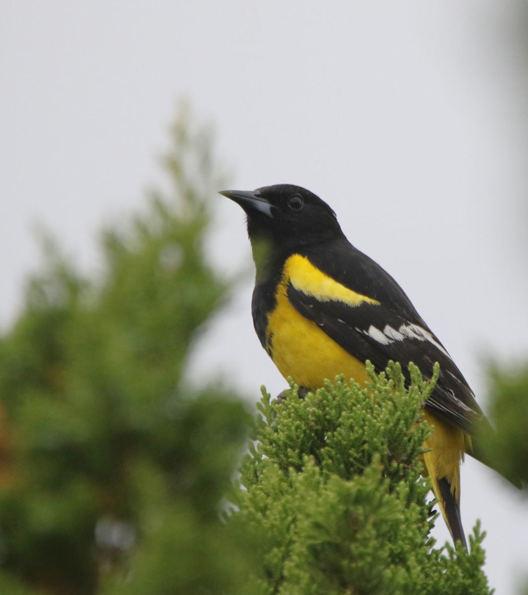 Oriole jaune-verdâtre - ML620828301