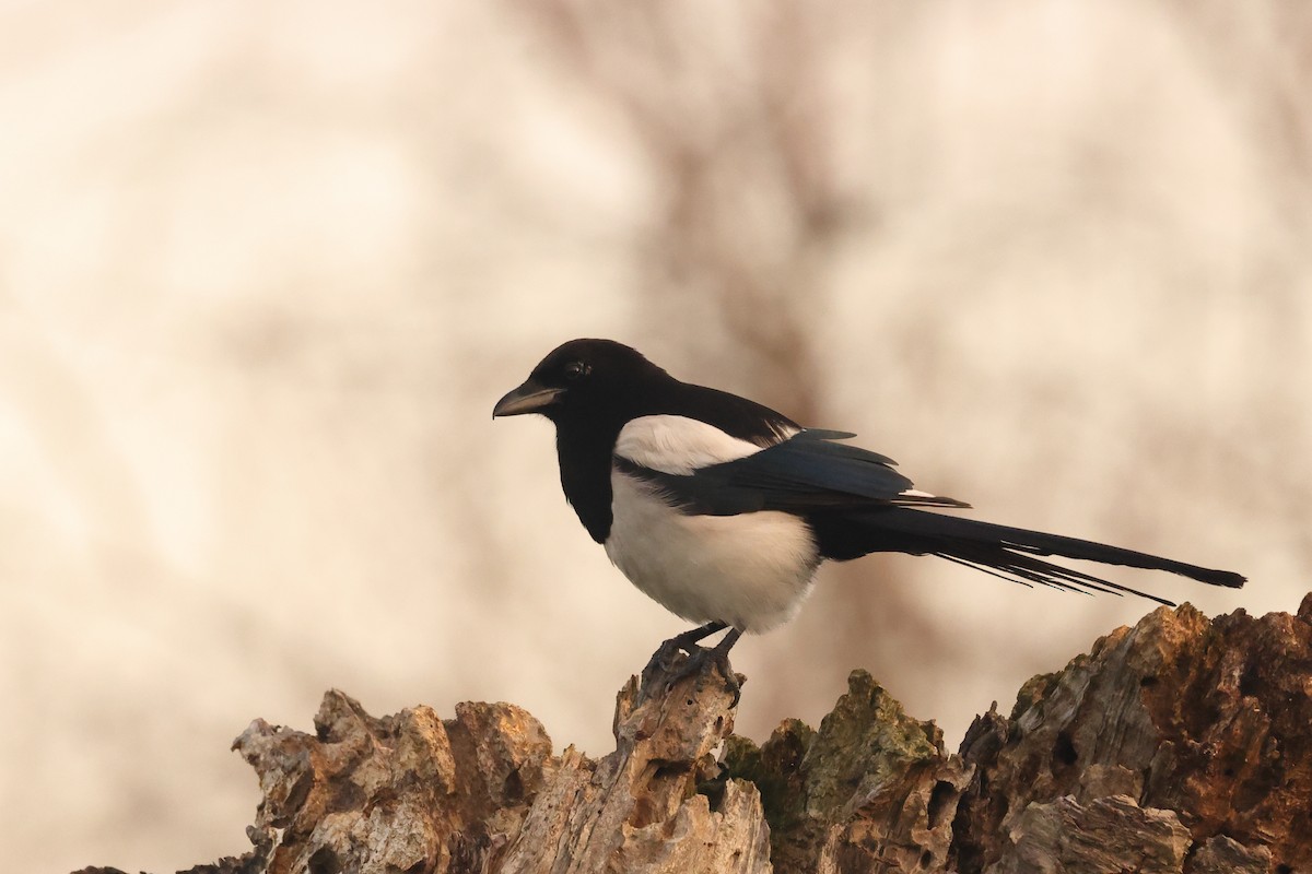 Eurasian Magpie - ML620828304