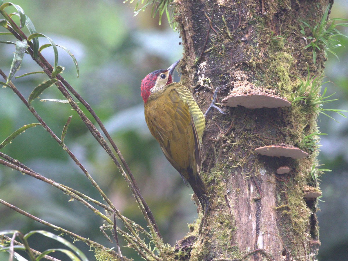 Golden-olive Woodpecker (Golden-olive) - Menachem Goldstein