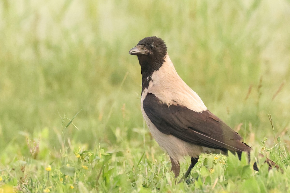 Hooded Crow - ML620828310