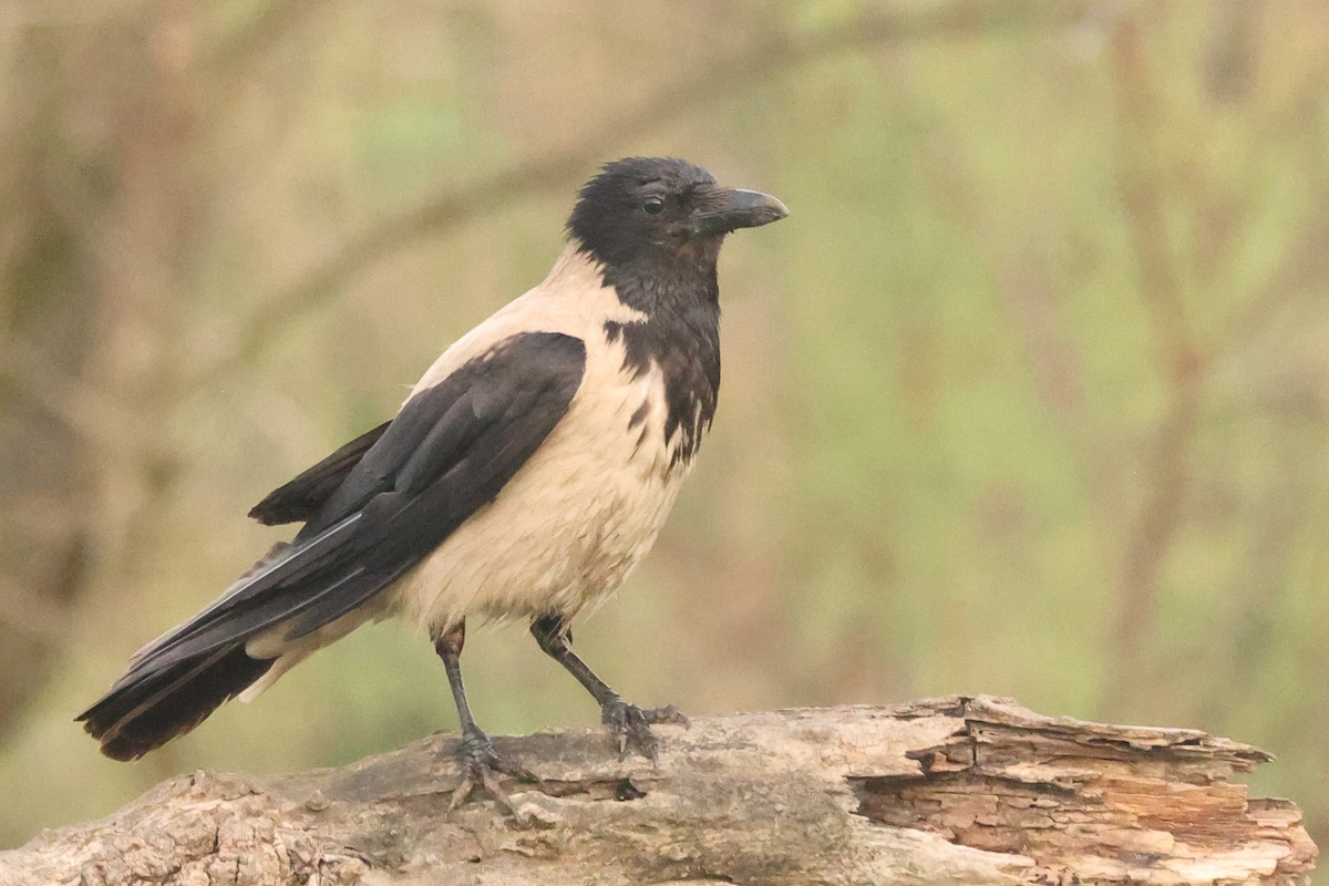 Hooded Crow - ML620828311