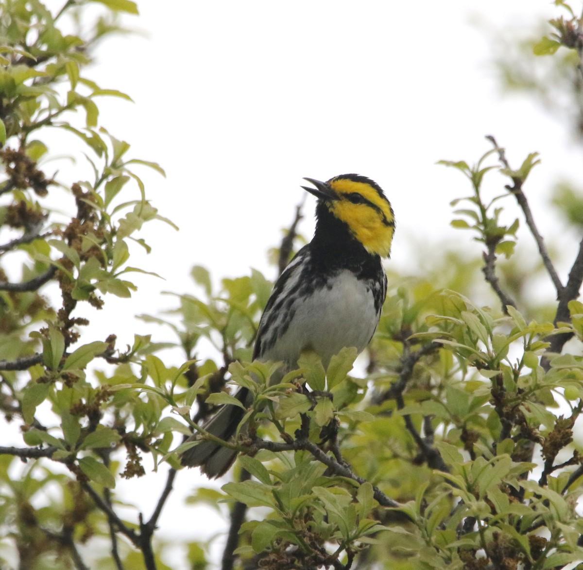 Golden-cheeked Warbler - ML620828314