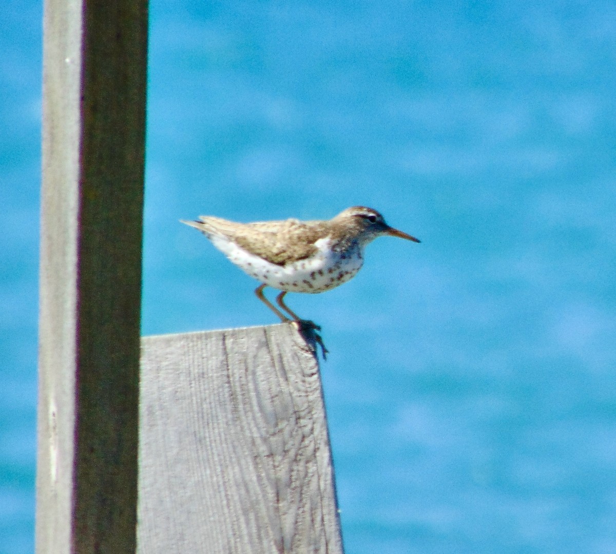 Spotted Sandpiper - ML620828315