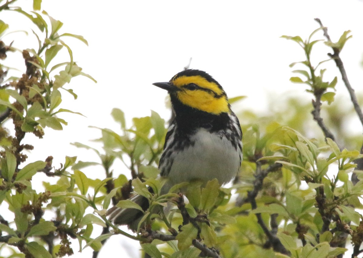 Golden-cheeked Warbler - ML620828316