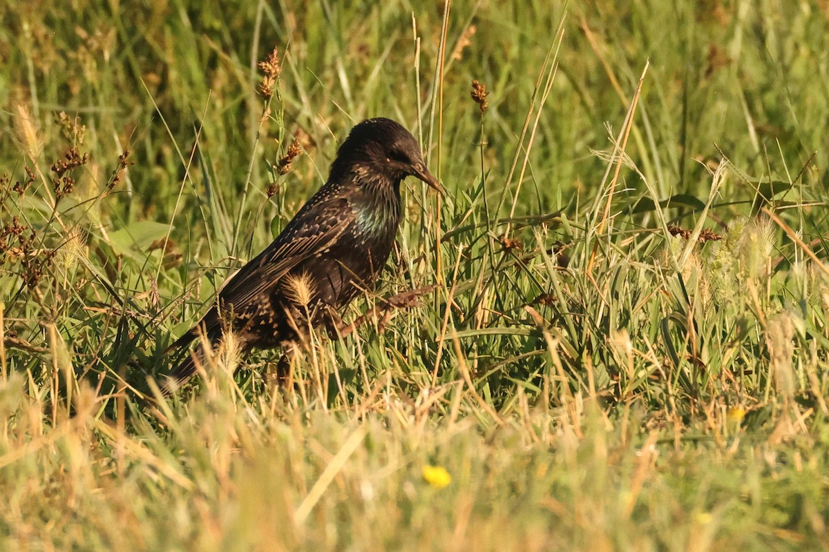 European Starling - ML620828318