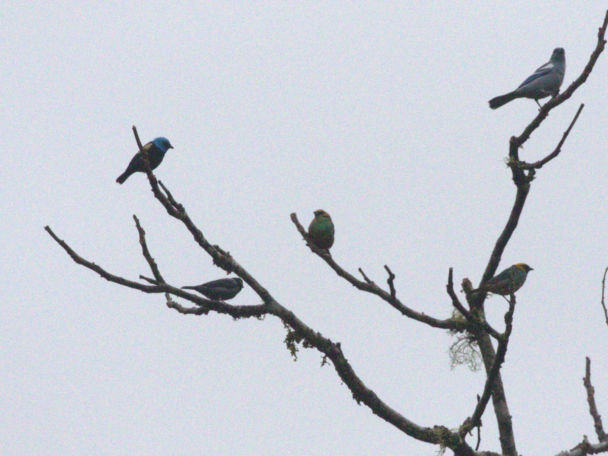 Golden-eared Tanager - Menachem Goldstein