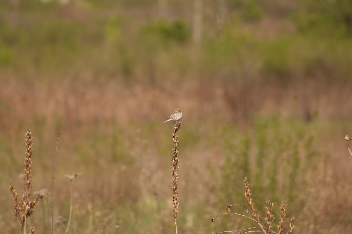 Savannah Sparrow - ML620828323