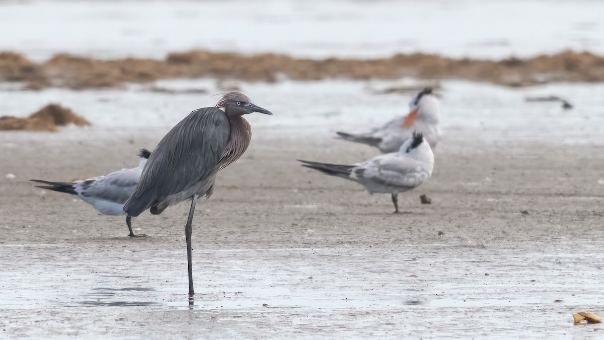 Reddish Egret - ML620828326