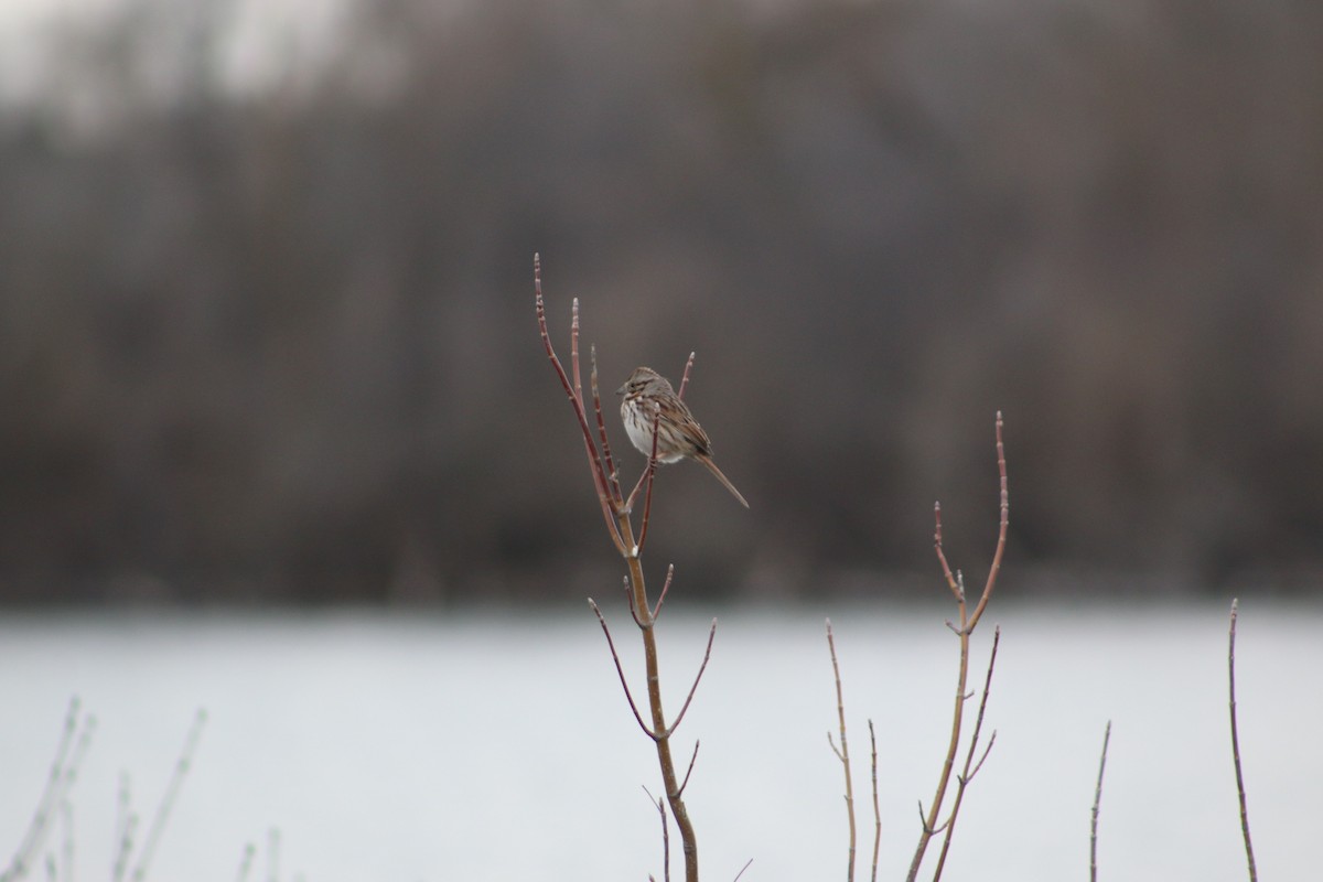 Song Sparrow - ML620828332