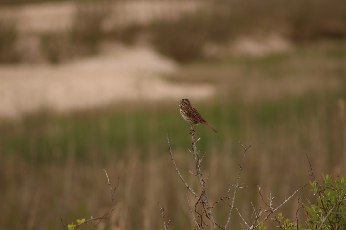 Song Sparrow - ML620828333