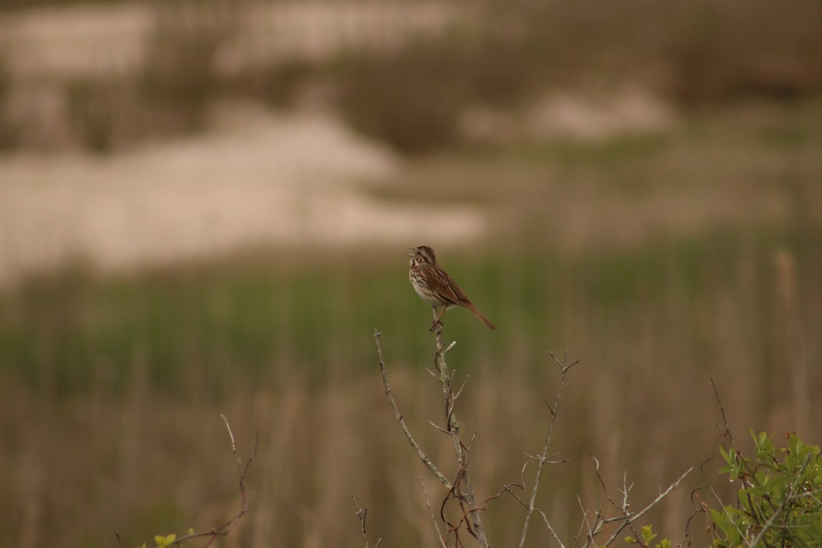 Song Sparrow - ML620828334