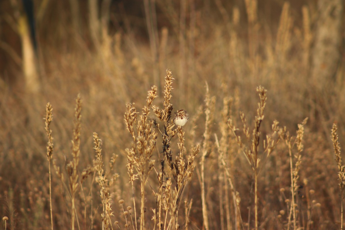 Song Sparrow - ML620828335