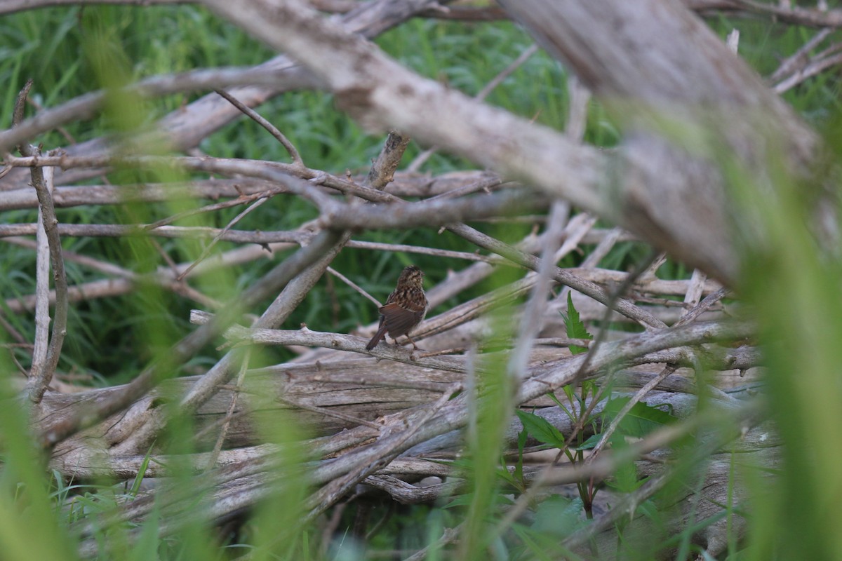 Swamp Sparrow - ML620828340