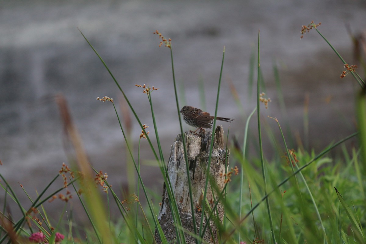 Swamp Sparrow - ML620828341