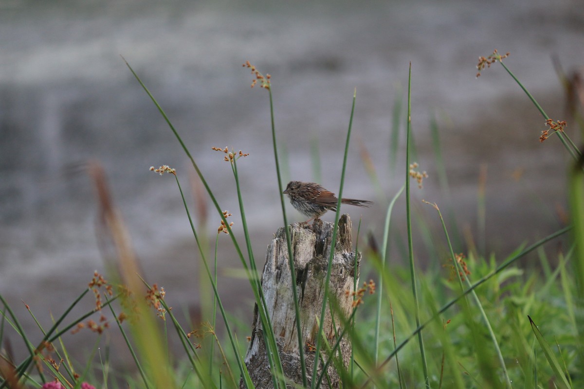 Swamp Sparrow - ML620828342