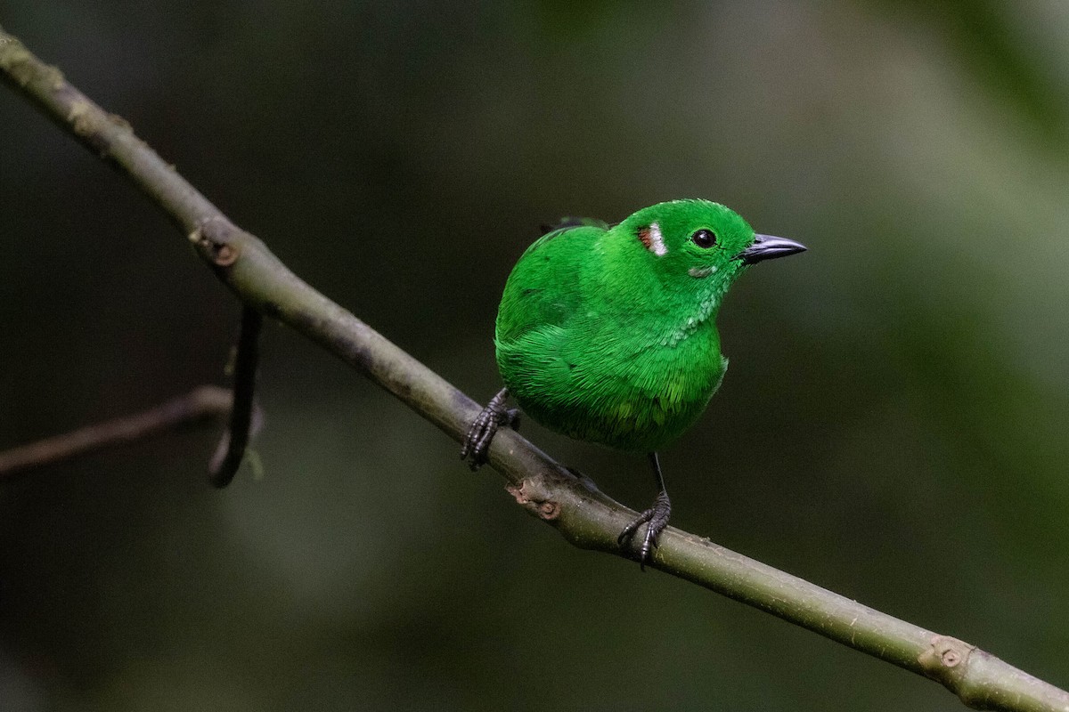 Glistening-green Tanager - ML620828343