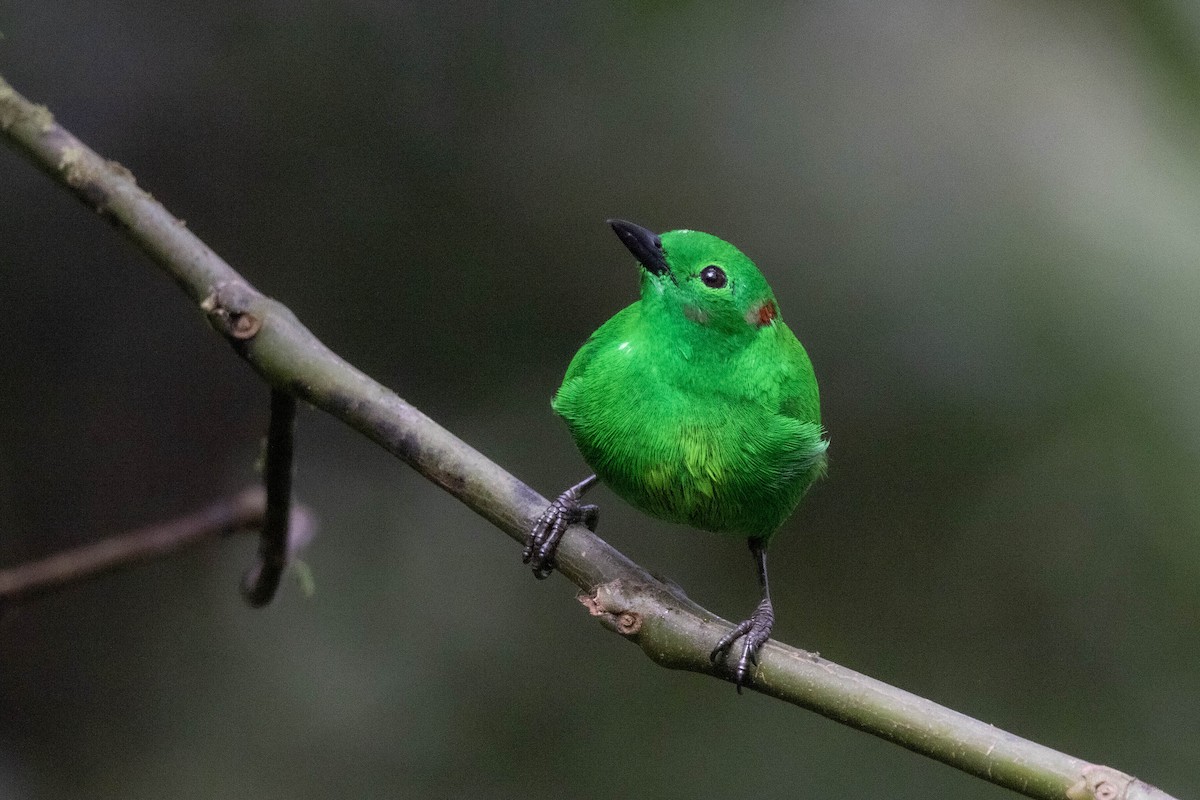 Glistening-green Tanager - Andres Leon-Reyes