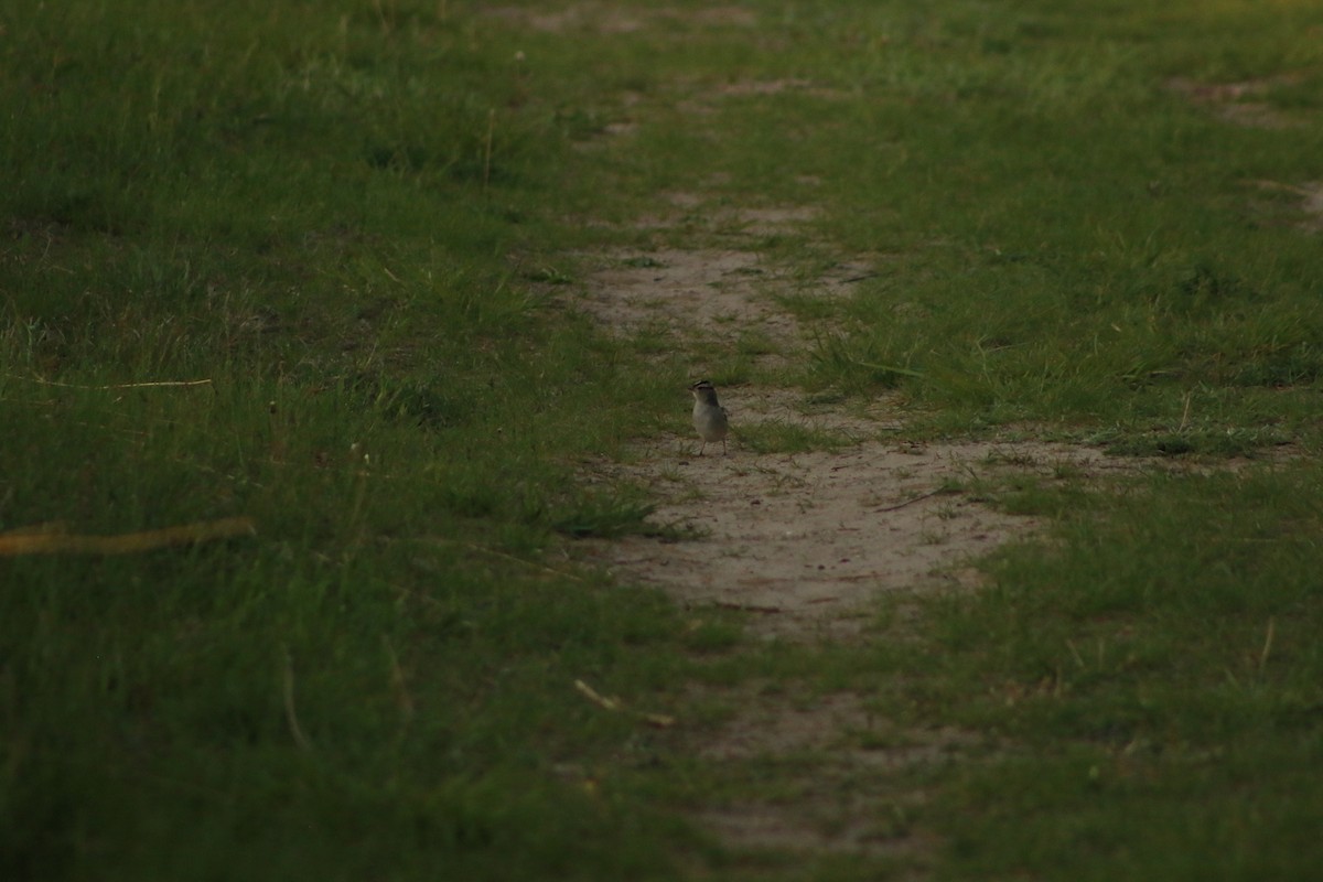 White-crowned Sparrow - ML620828347