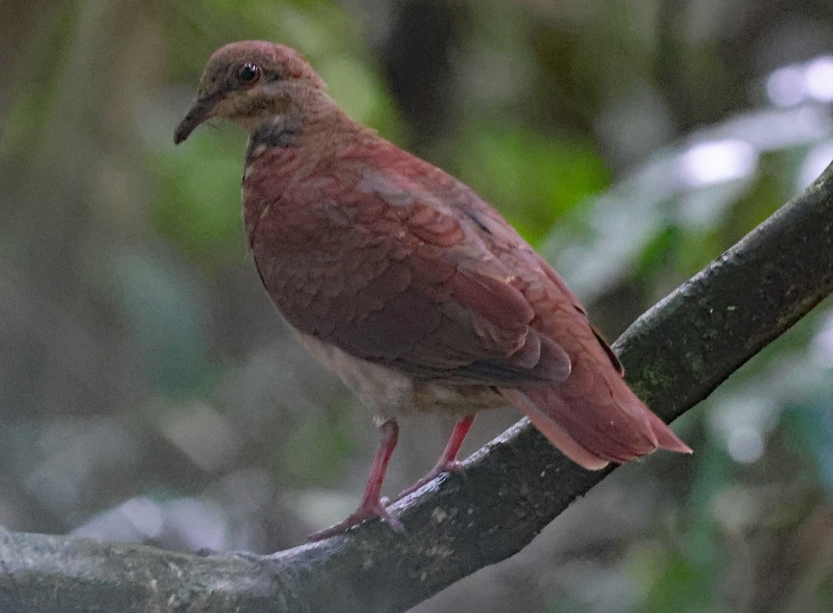 Ruddy Quail-Dove - ML620828351