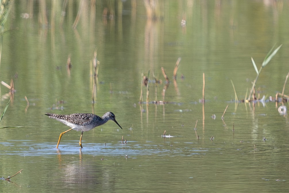 Lesser Yellowlegs - ML620828354