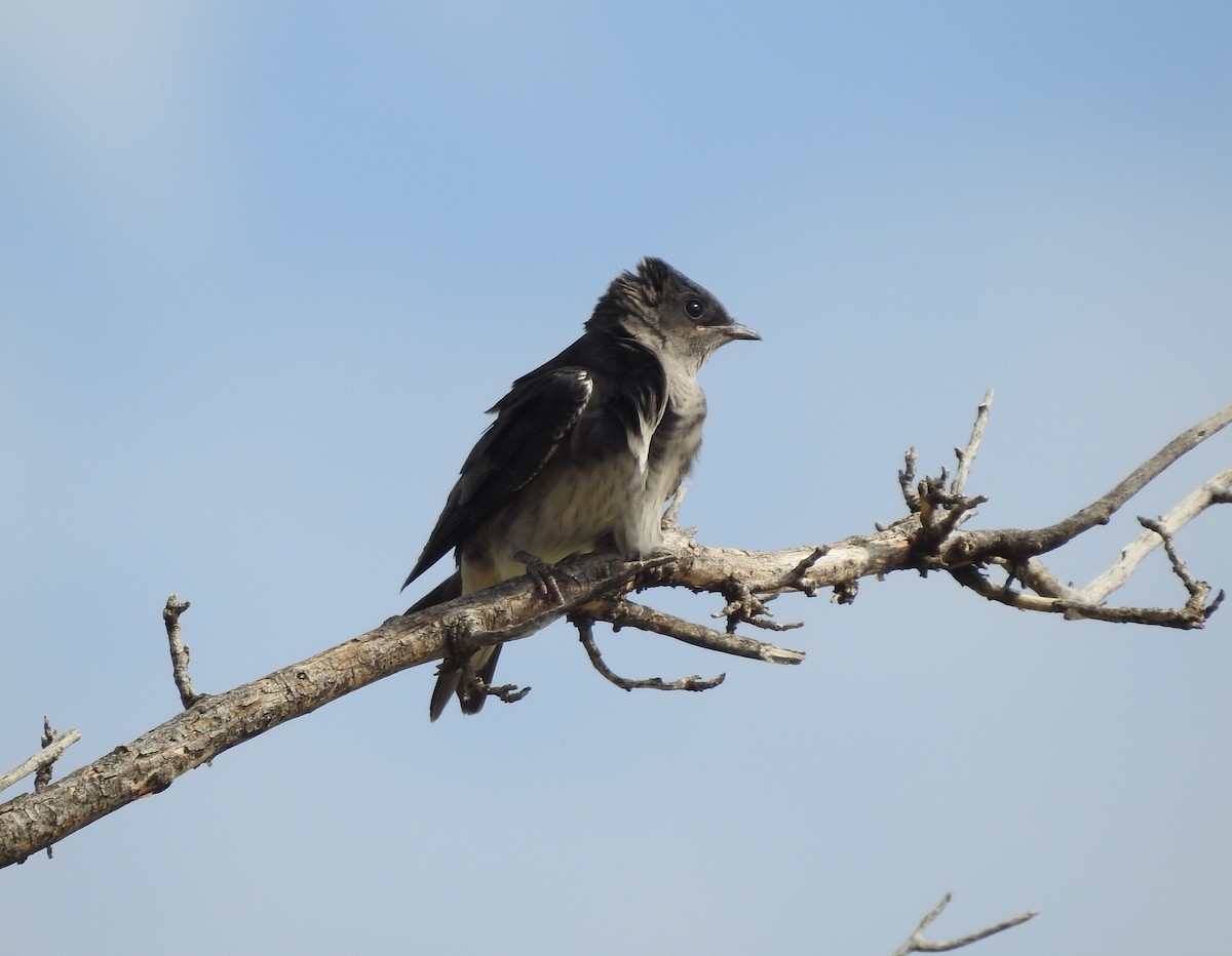 Purple Martin - ML620828355