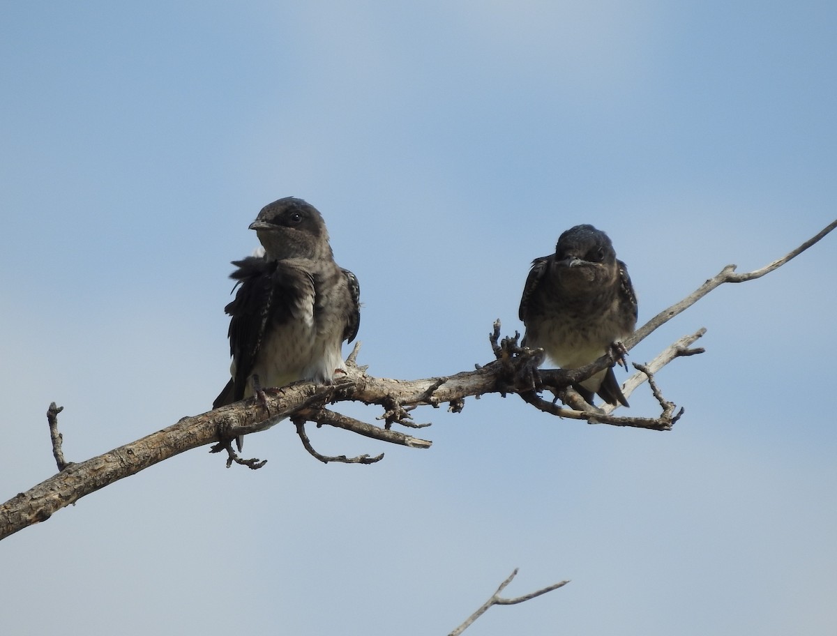 Purple Martin - Carolyn Hinkle