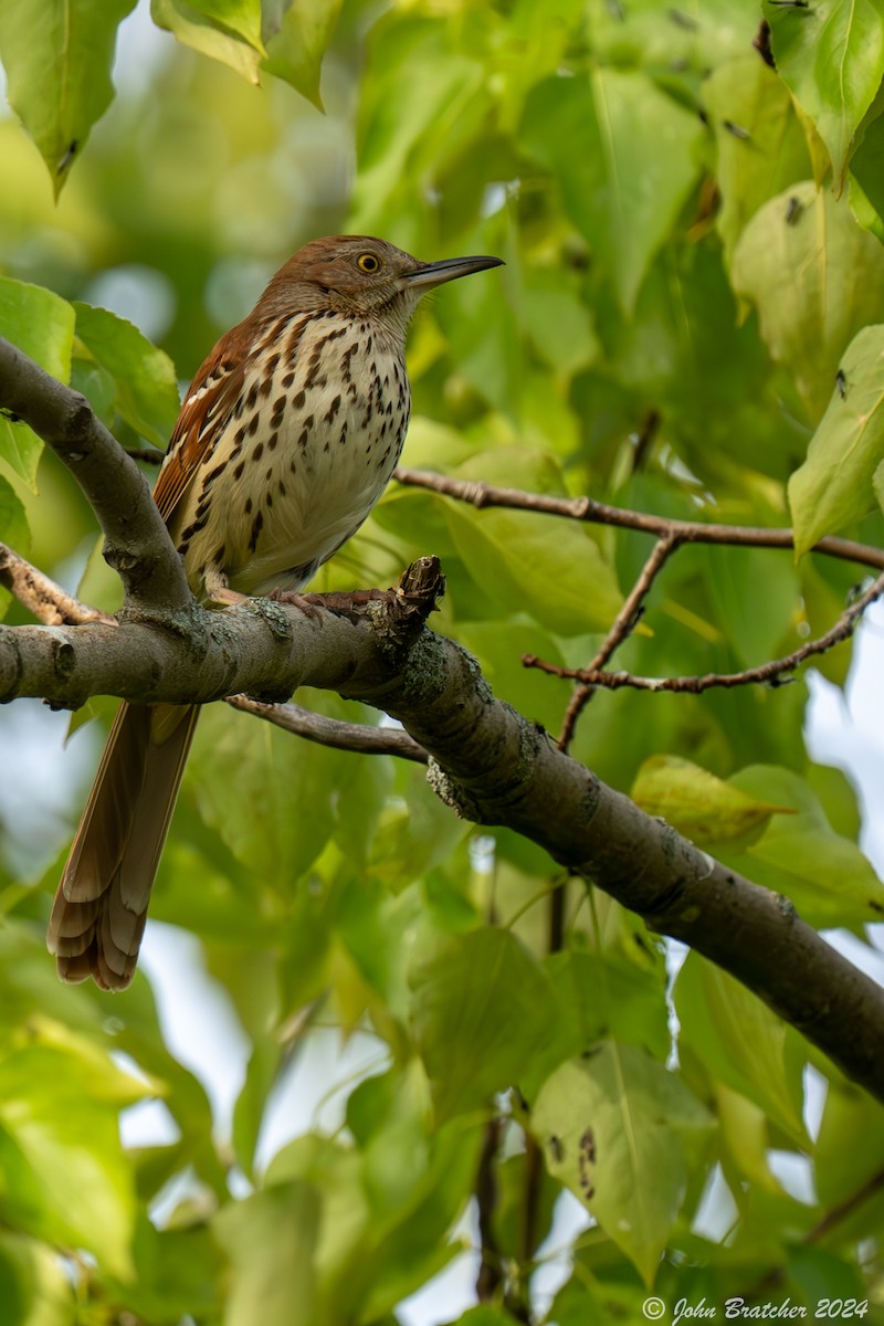 Brown Thrasher - ML620828358