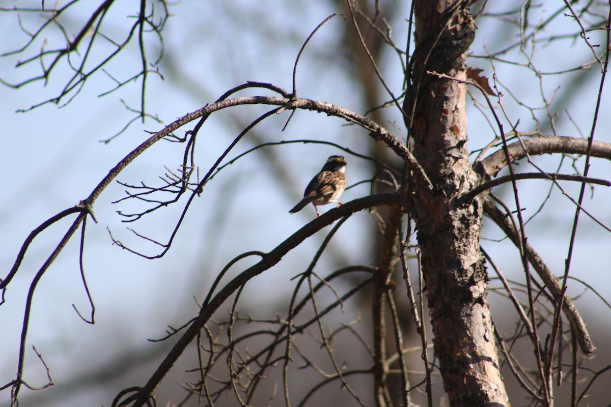 White-throated Sparrow - ML620828360