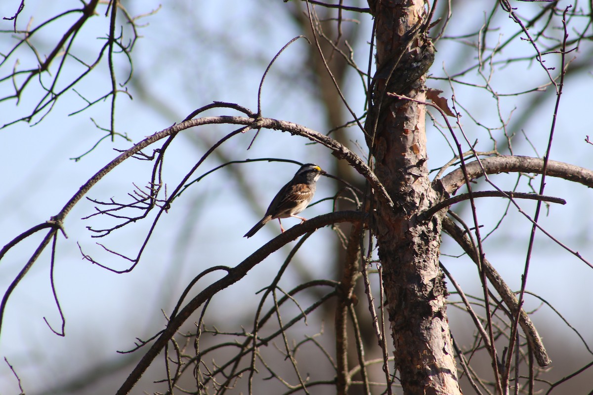 White-throated Sparrow - ML620828361