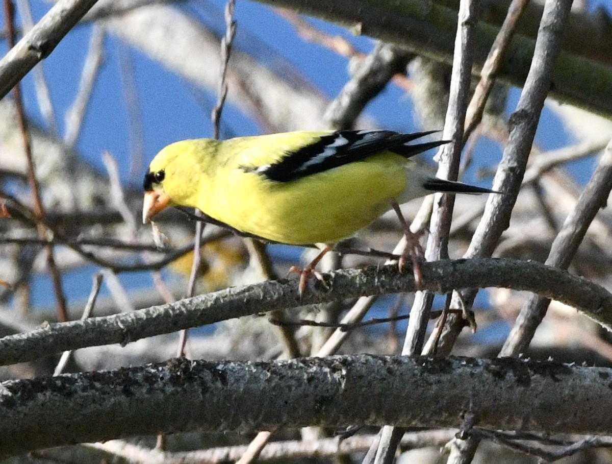 American Goldfinch - John/Linda Mendoza