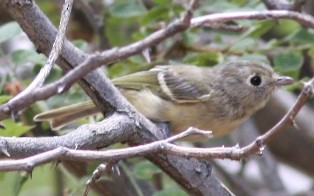 Hutton's Vireo - David Vander Pluym