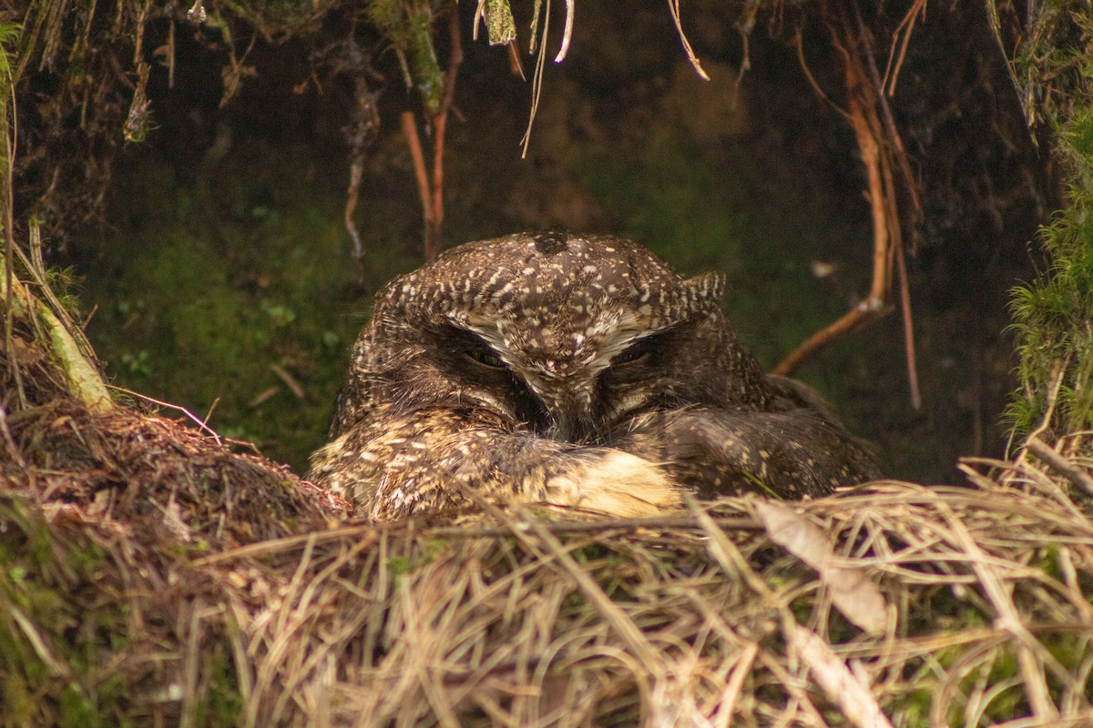 White-throated Screech-Owl - ML620828368