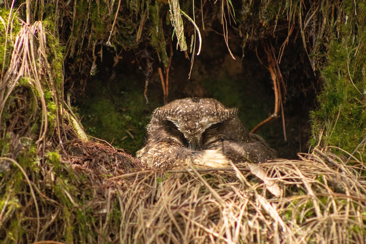 White-throated Screech-Owl - ML620828369