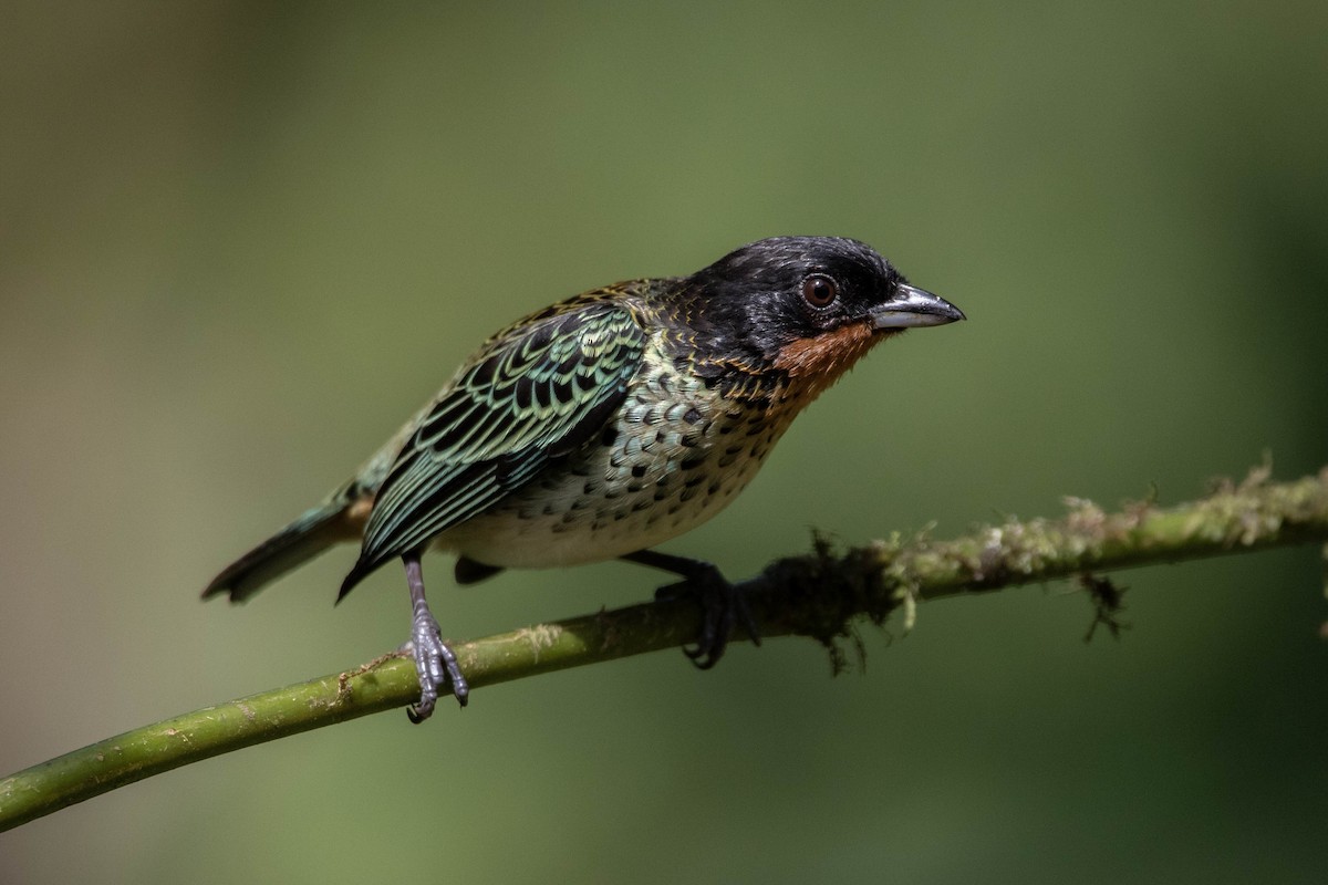 Rufous-throated Tanager - ML620828377