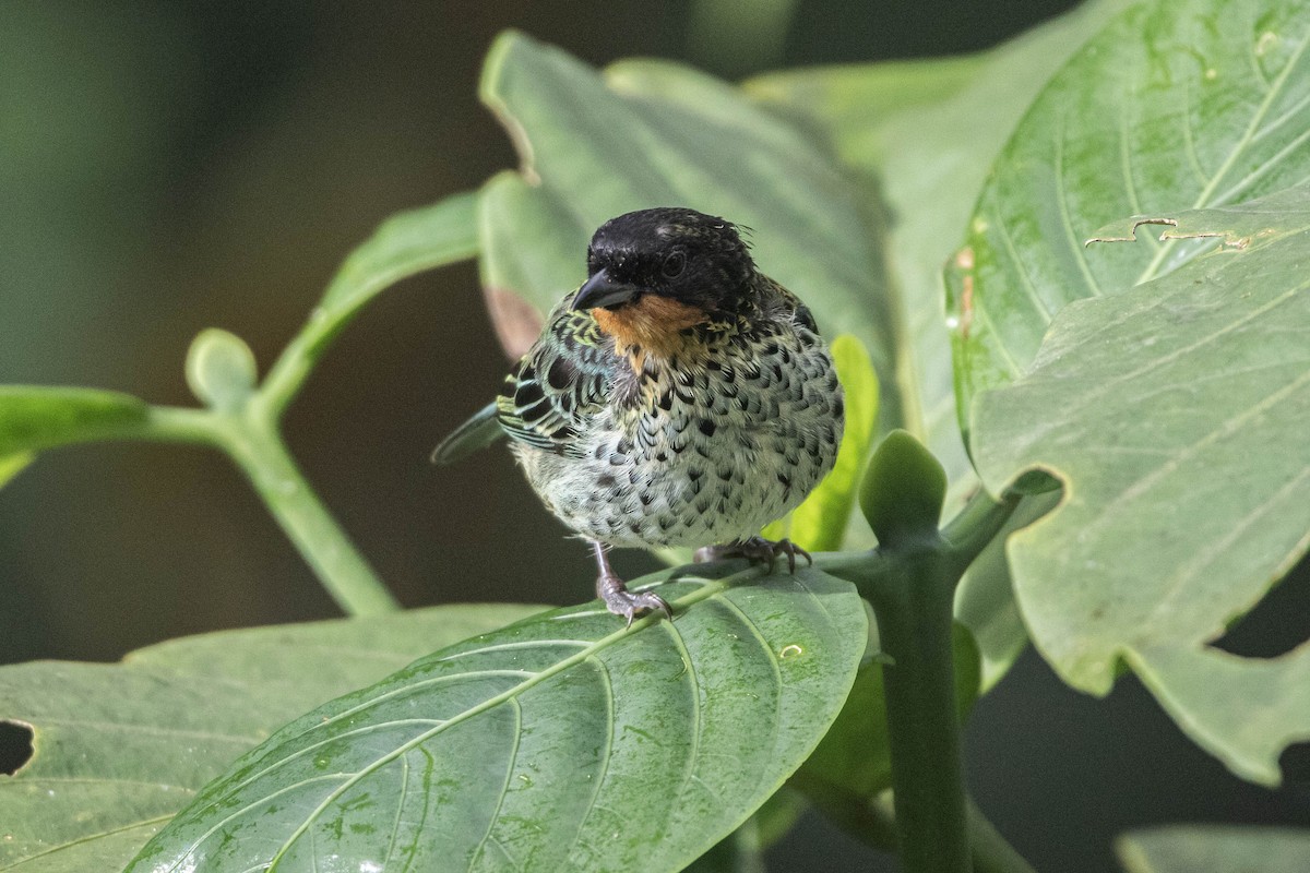 ノドアカフウキンチョウ - ML620828386