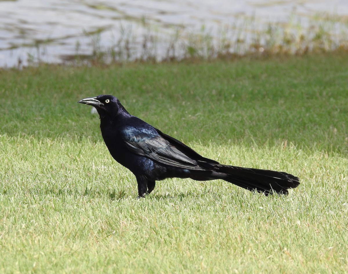 Great-tailed Grackle - ML620828404