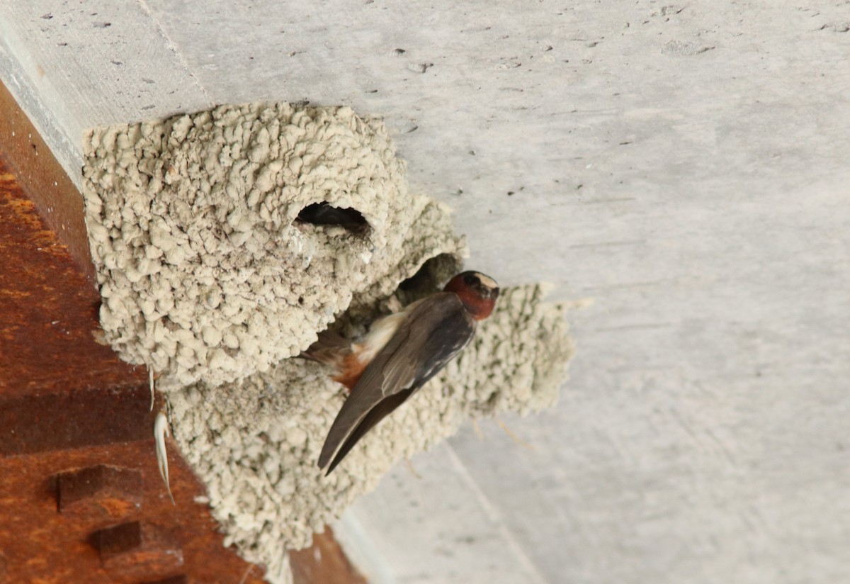 Cliff Swallow - ML620828406