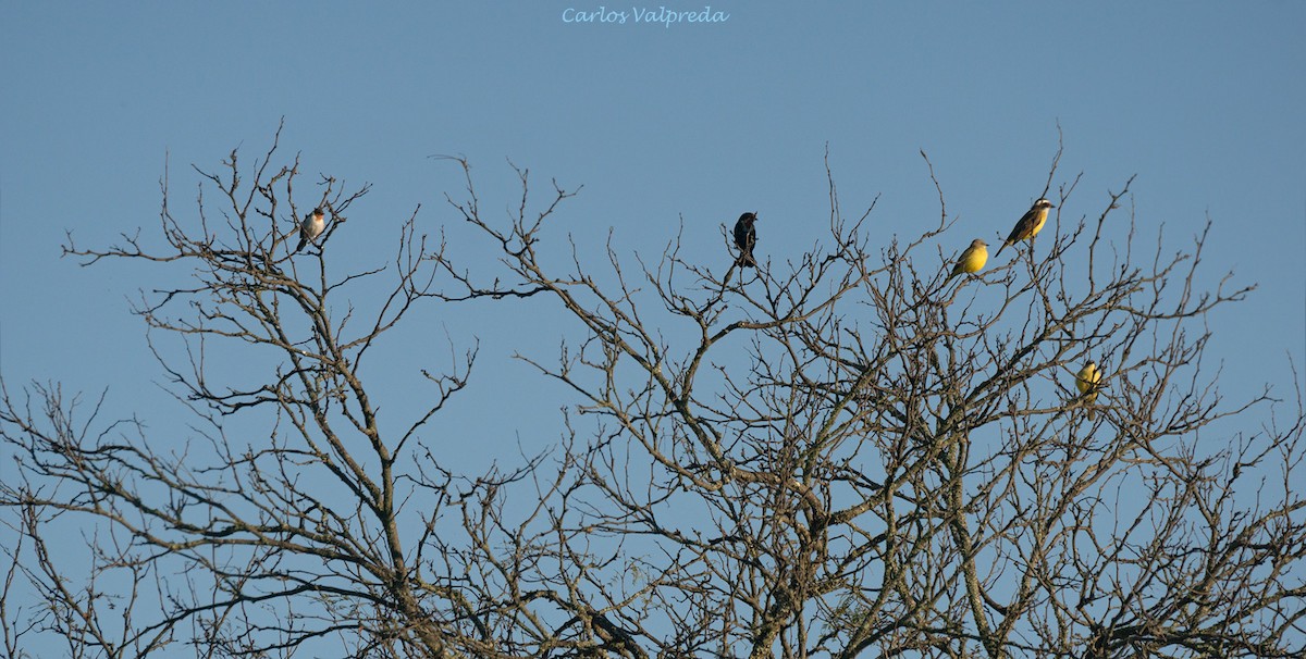 Yellow-billed Cardinal - ML620828414