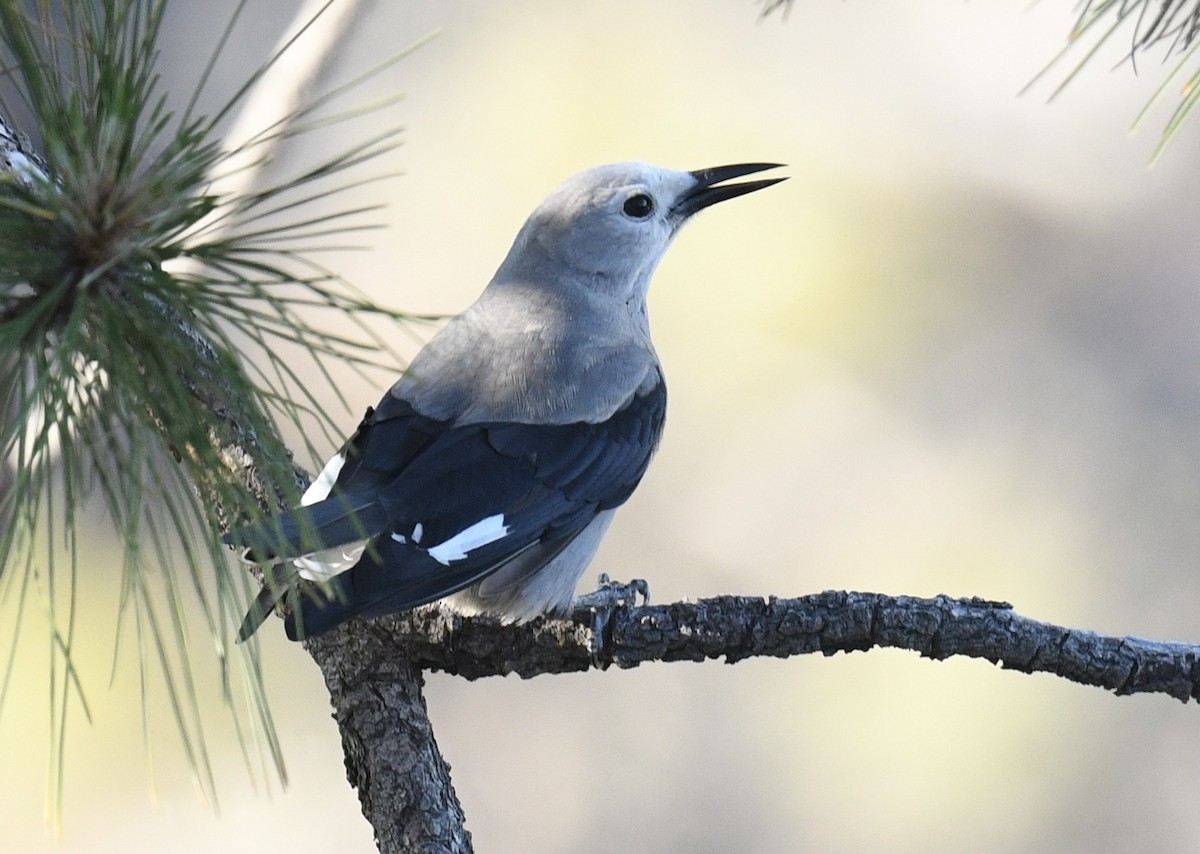 Clark's Nutcracker - ML620828416