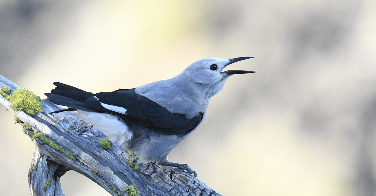 Clark's Nutcracker - ML620828420