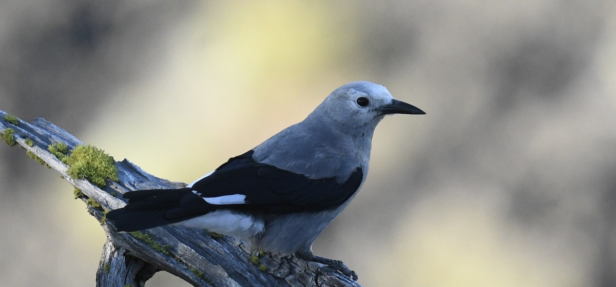 Clark's Nutcracker - ML620828421